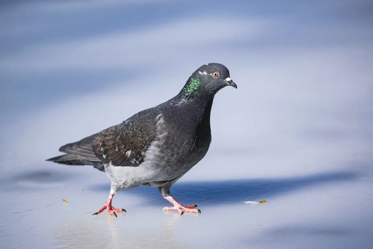 Single pigeon walking across packed snow